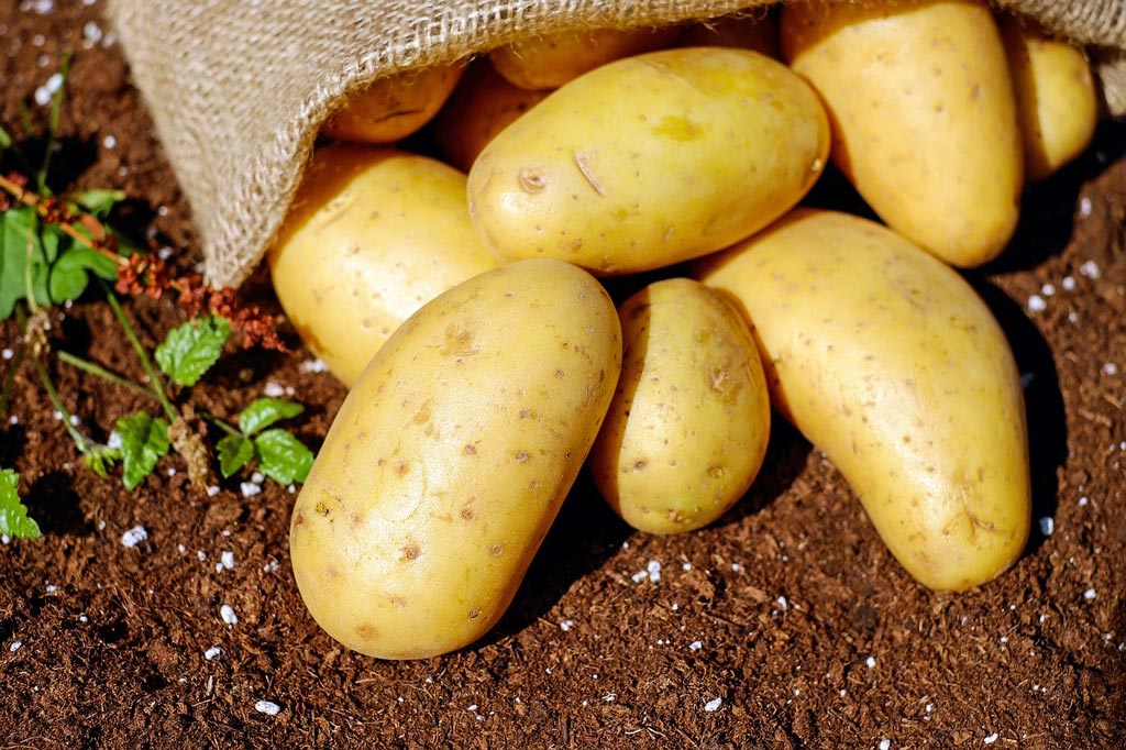 comment planter des pommes de terre sans se fatiguer au refuge des graines