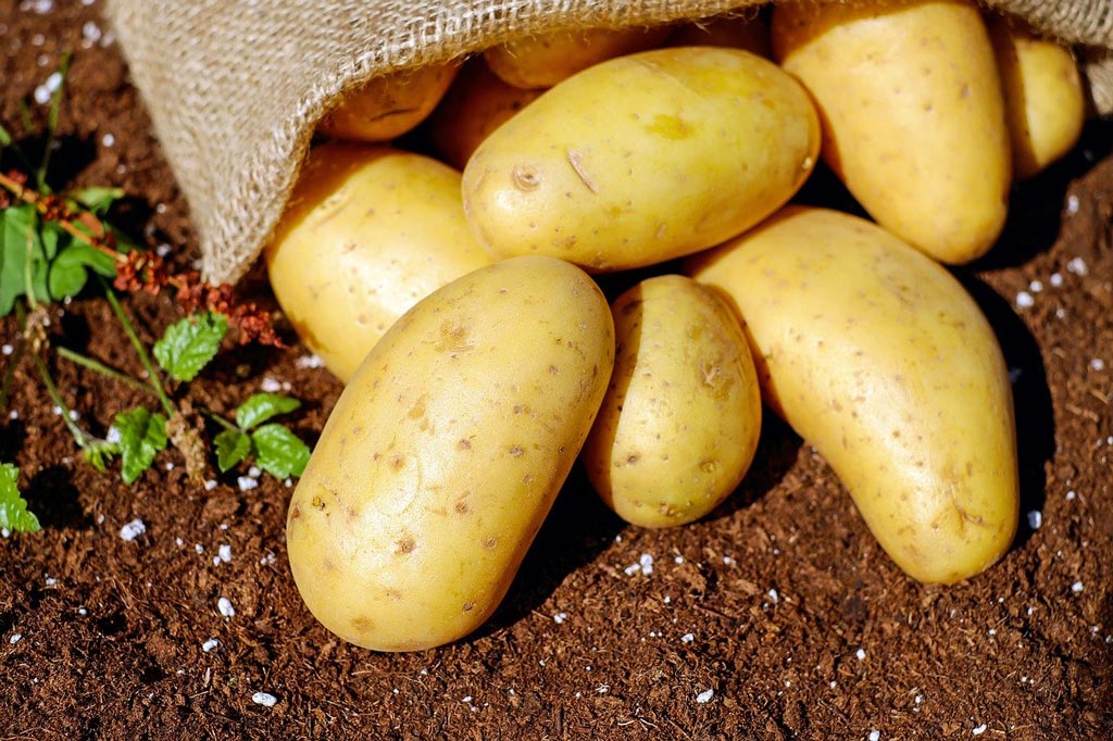 récolte pommes de terre sous paille