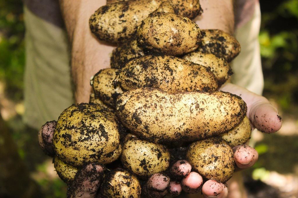 récolte pommes de terre