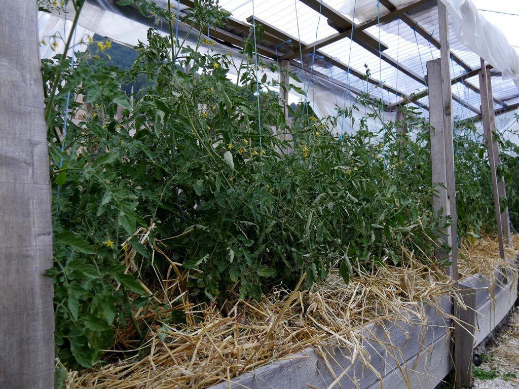 plants de tomates sous paillage