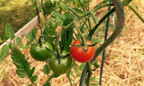 Tuteur à tomates