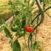 Tuteur à tomates