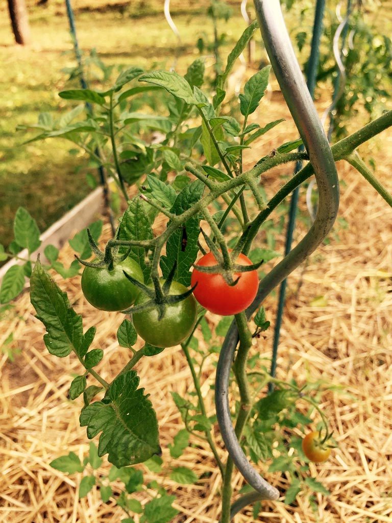 Tuteur à tomates