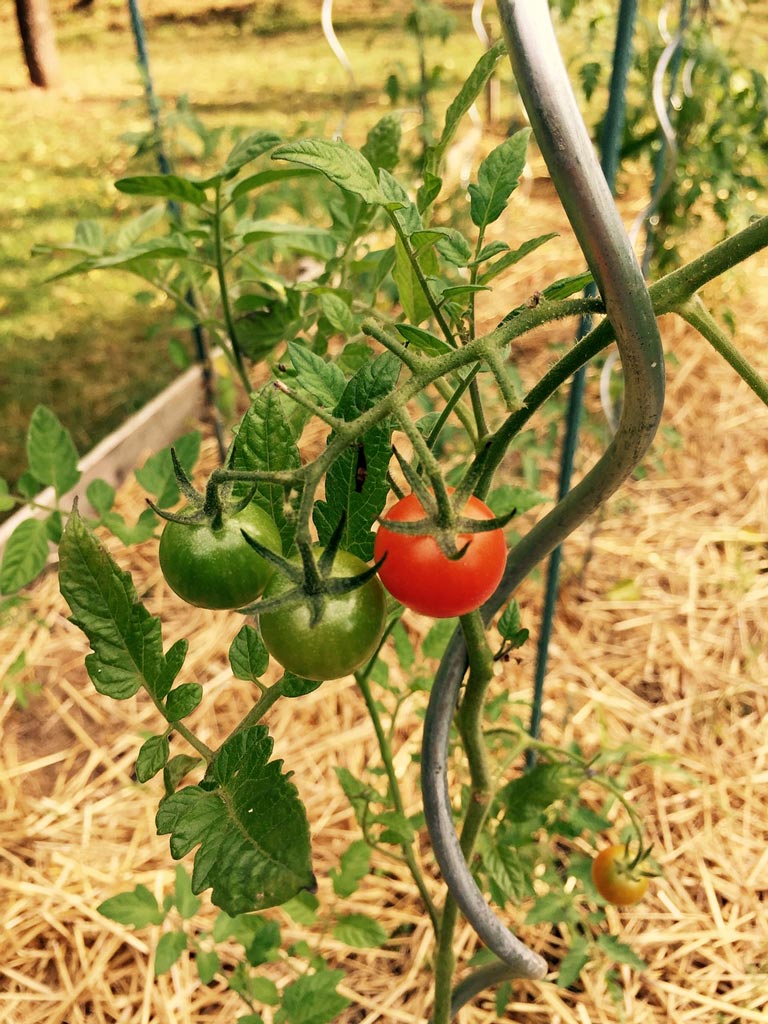 Comment planter des tomates sans acheter de graines ? - M6