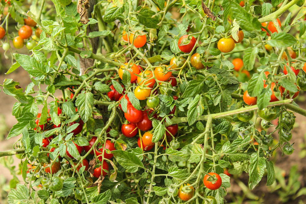 buisson de tomates