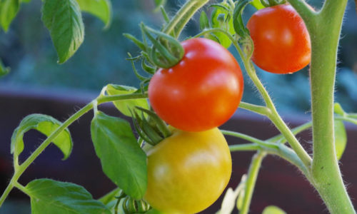 tomates non taillées