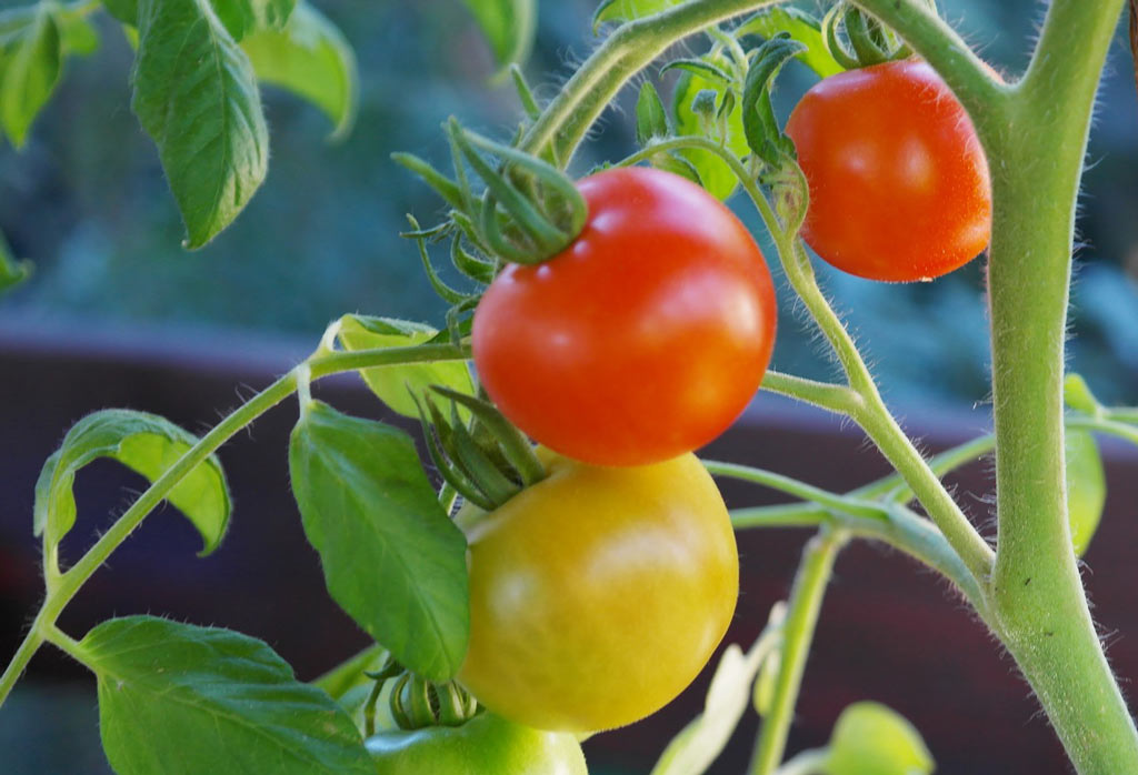 tomates non taillées