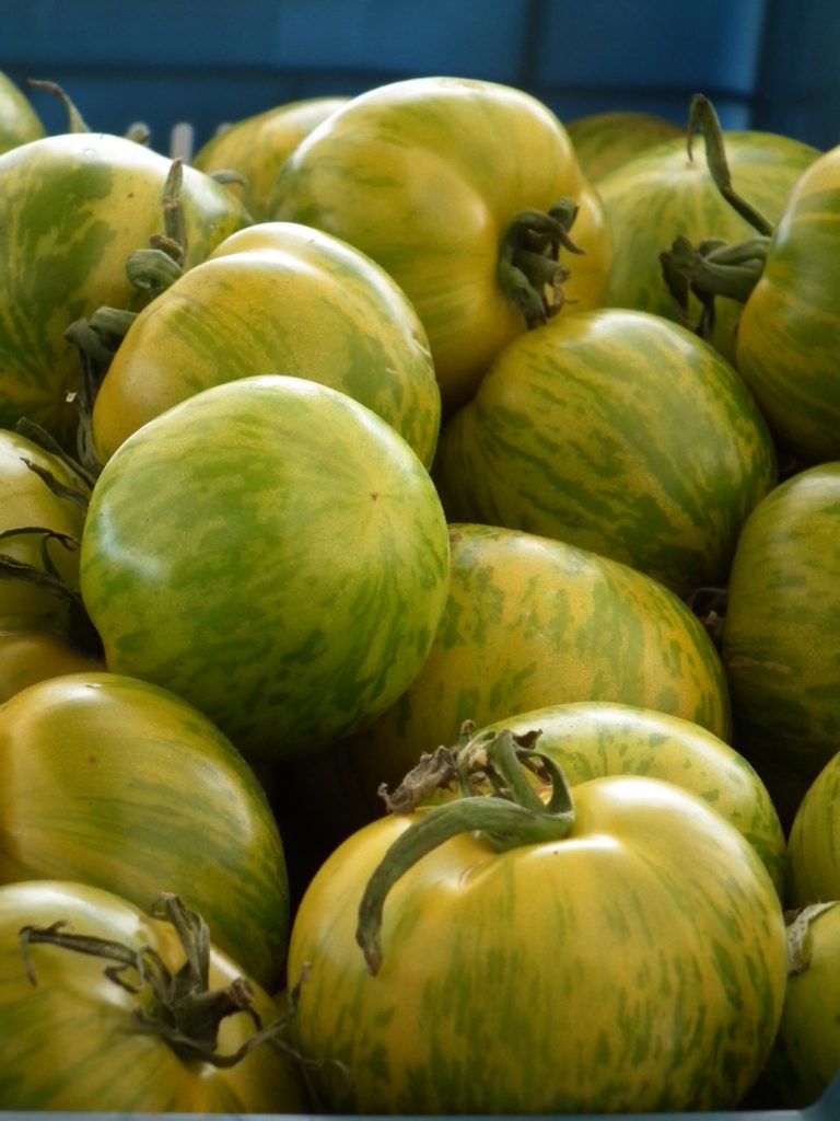 tomate ancienne green zebra