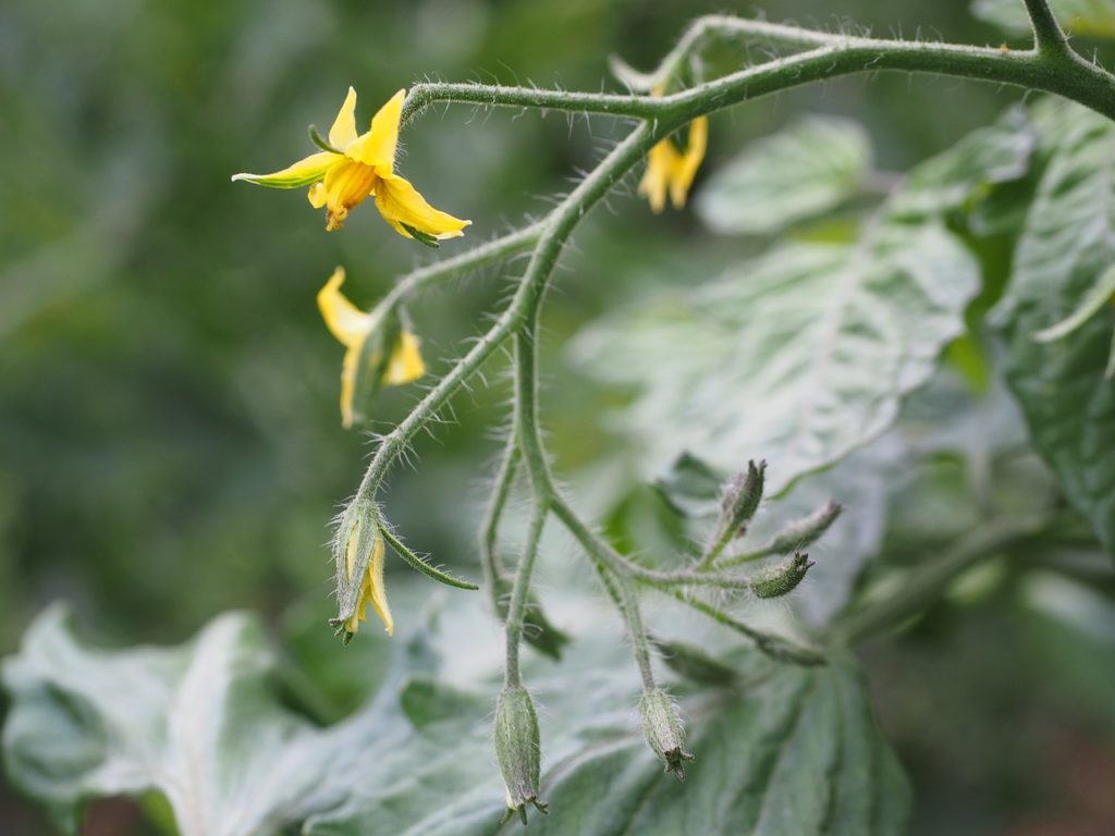 Fleurs de tomates