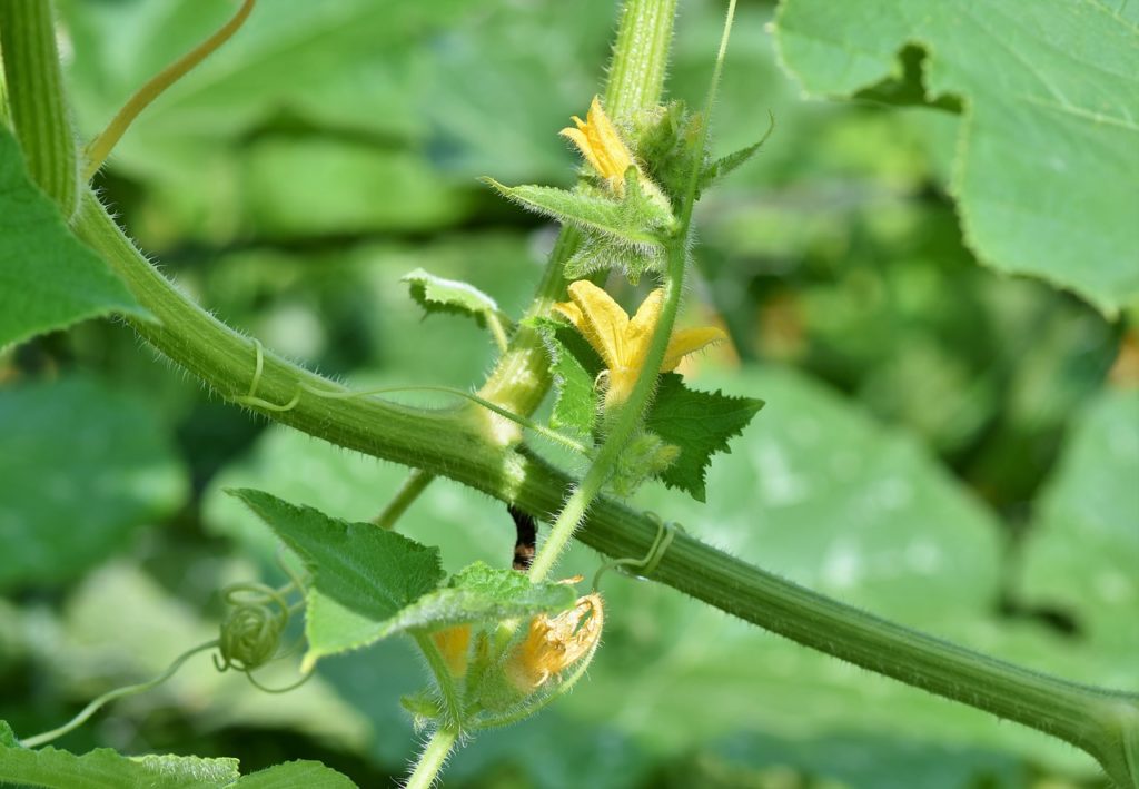 Fleurs de tomates