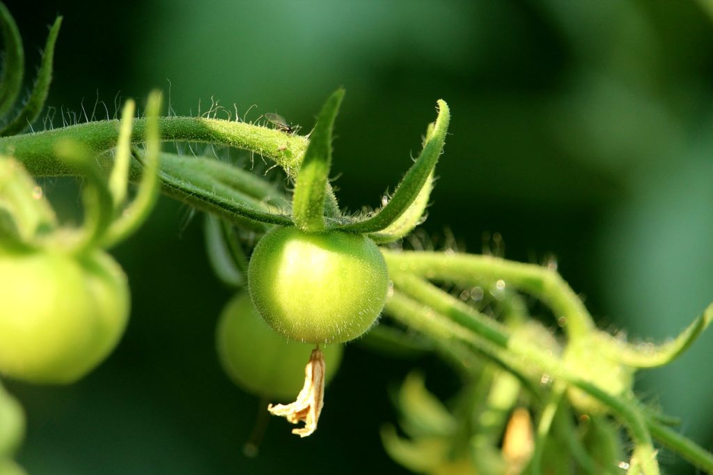 Premiers fruits de tomates