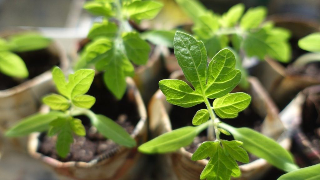 Jeunes plants de tomates