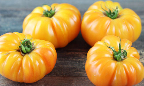 Faire ses graines de tomates, c'est facile ⋆ au refuge DES GRAINES