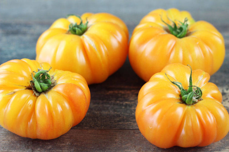 Variétés de tomates anciennes ma liste ⋆ au refuge DES GRAINES