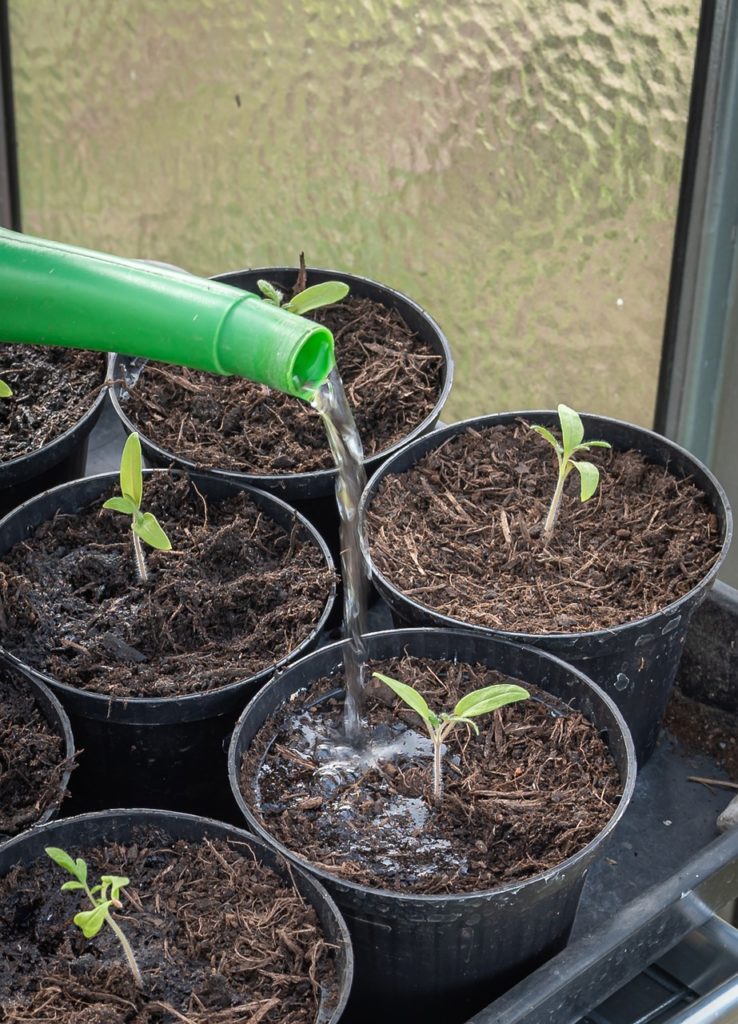 Arrosage des semis de tomates