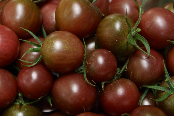 variété tomates black cherry
