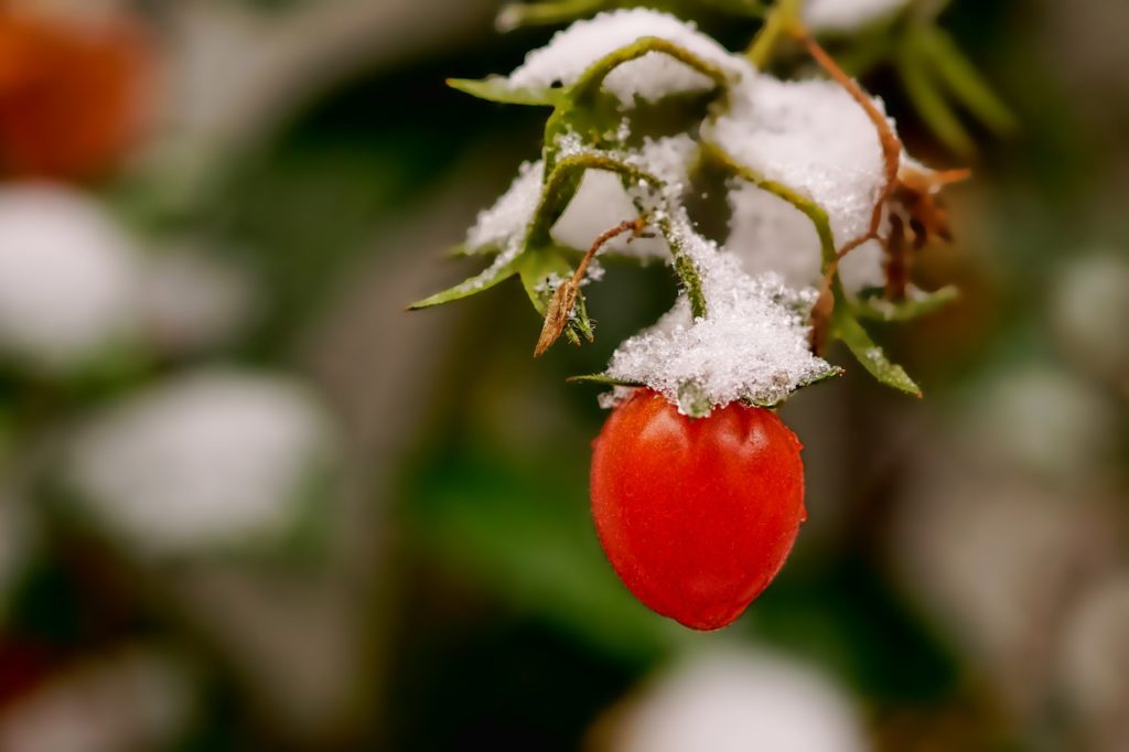 Tomate craignant le gel