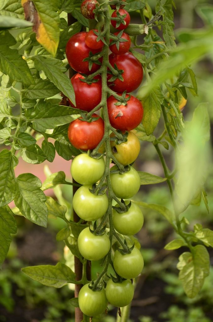 Mûrissement des tomates