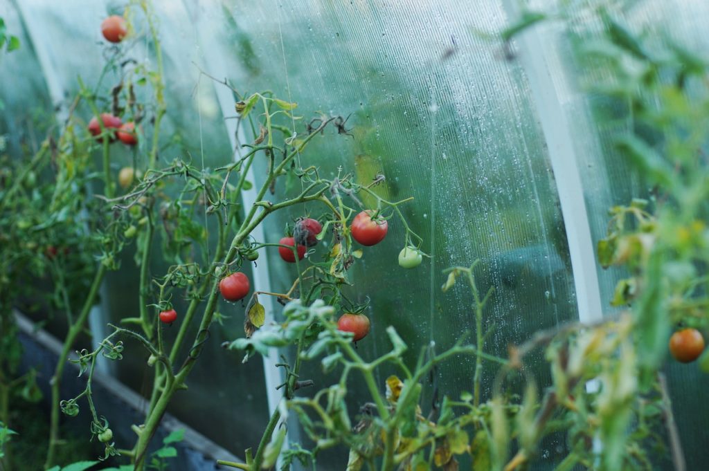 Tomates sous serre