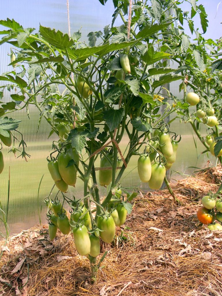 Pieds de tomates paillées