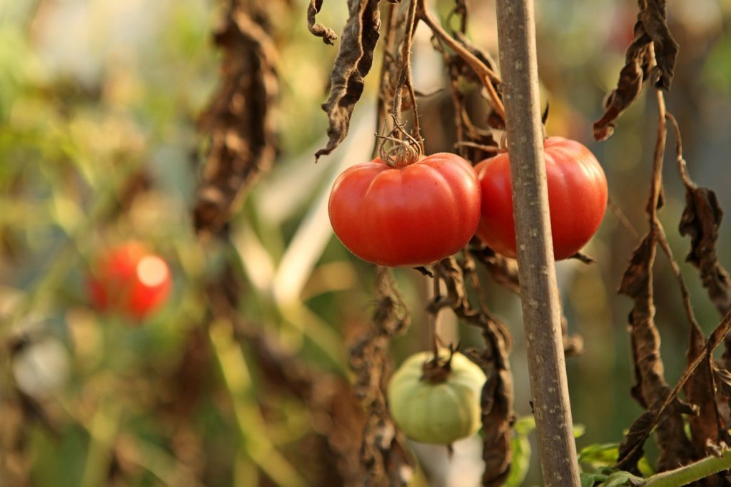 maladie tomates mildiou
