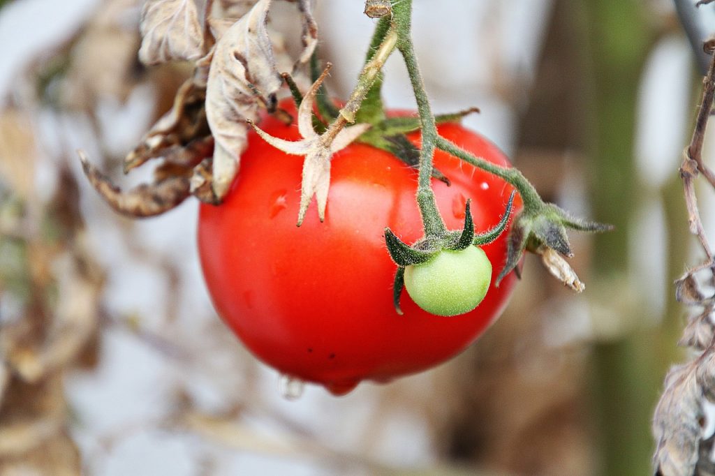 plants de tomates malades