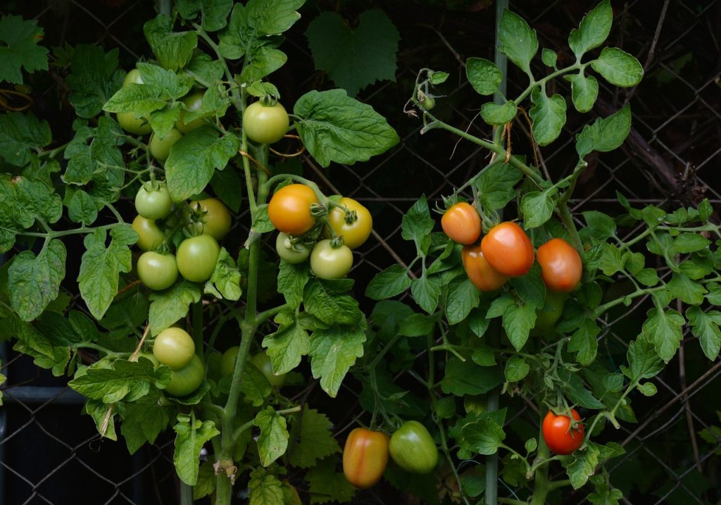 Développement des tomates