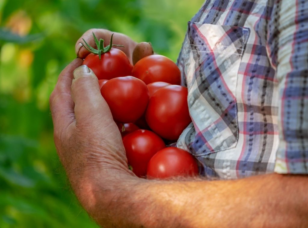 récolte de tomates