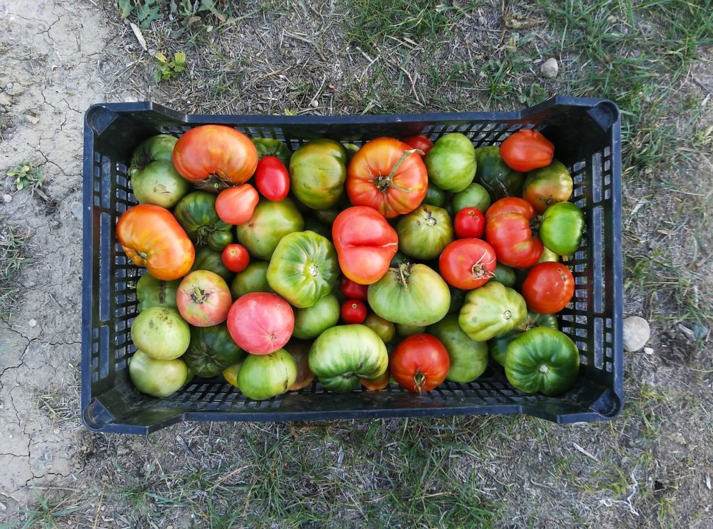 Multiples variétés de tomates