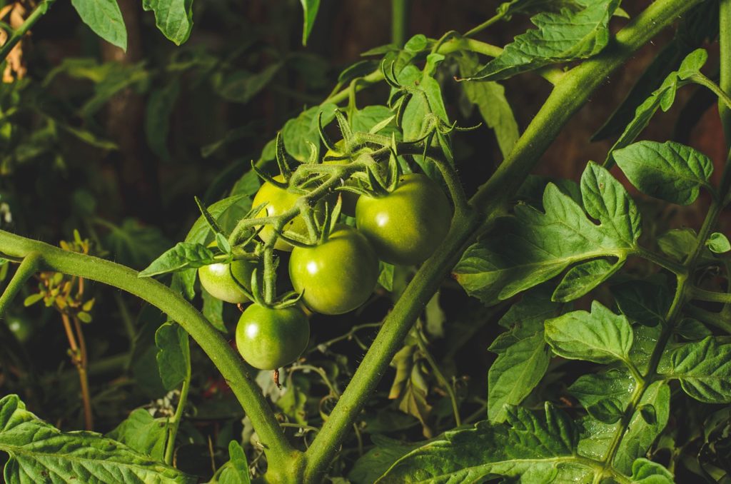 Tomates vertes