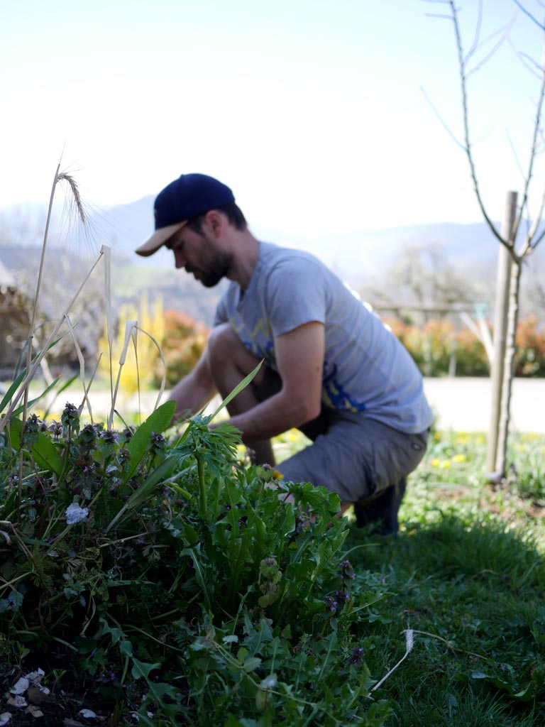 Desherbage au potager