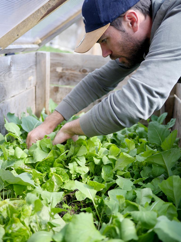 Récolte de légumes primeurs