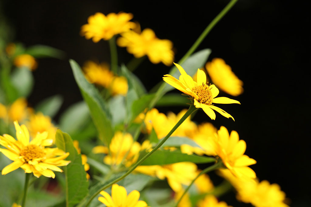 Les fleurs du topinambour ou artichaut de Jérusalem