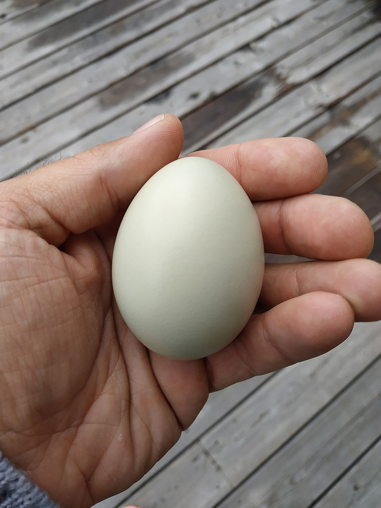 Un oeuf de poule à manger