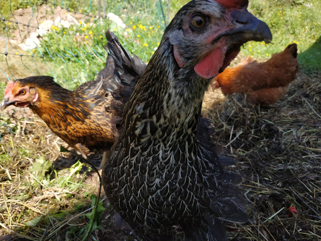 Poules pondeuses au jardin