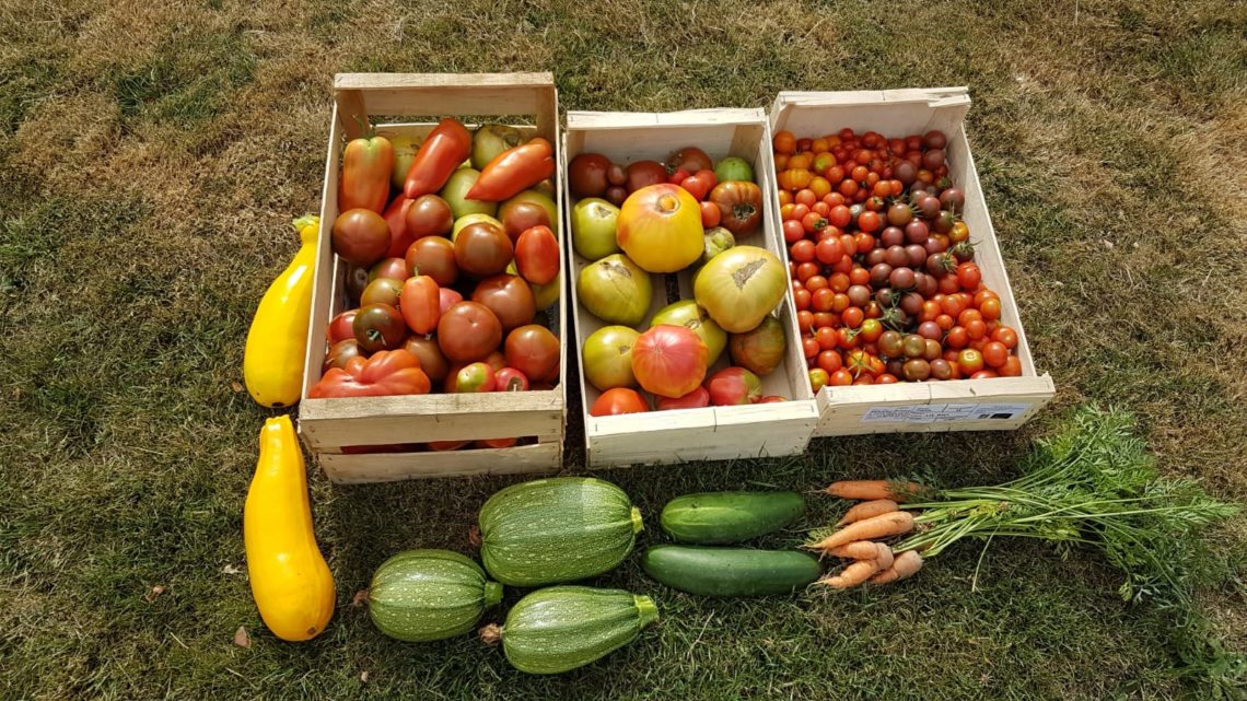 Autosuffisance en légumes au potager