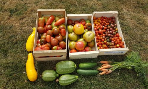 Autosuffisance en légumes au potager