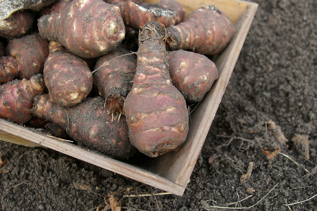 Récolte des topinambours au jardin potager