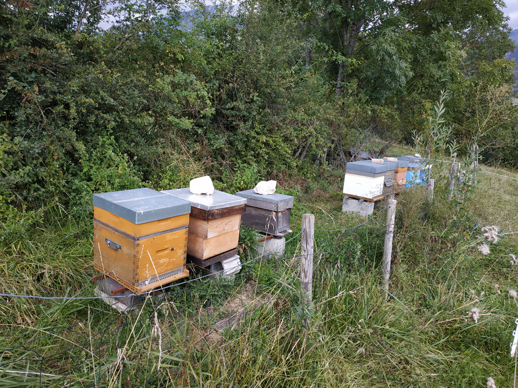 Ruches d'abeilles au rucher