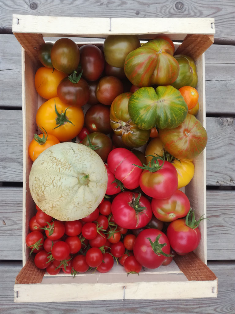 Récolte de tomates pour une autosuffiance alimentaire