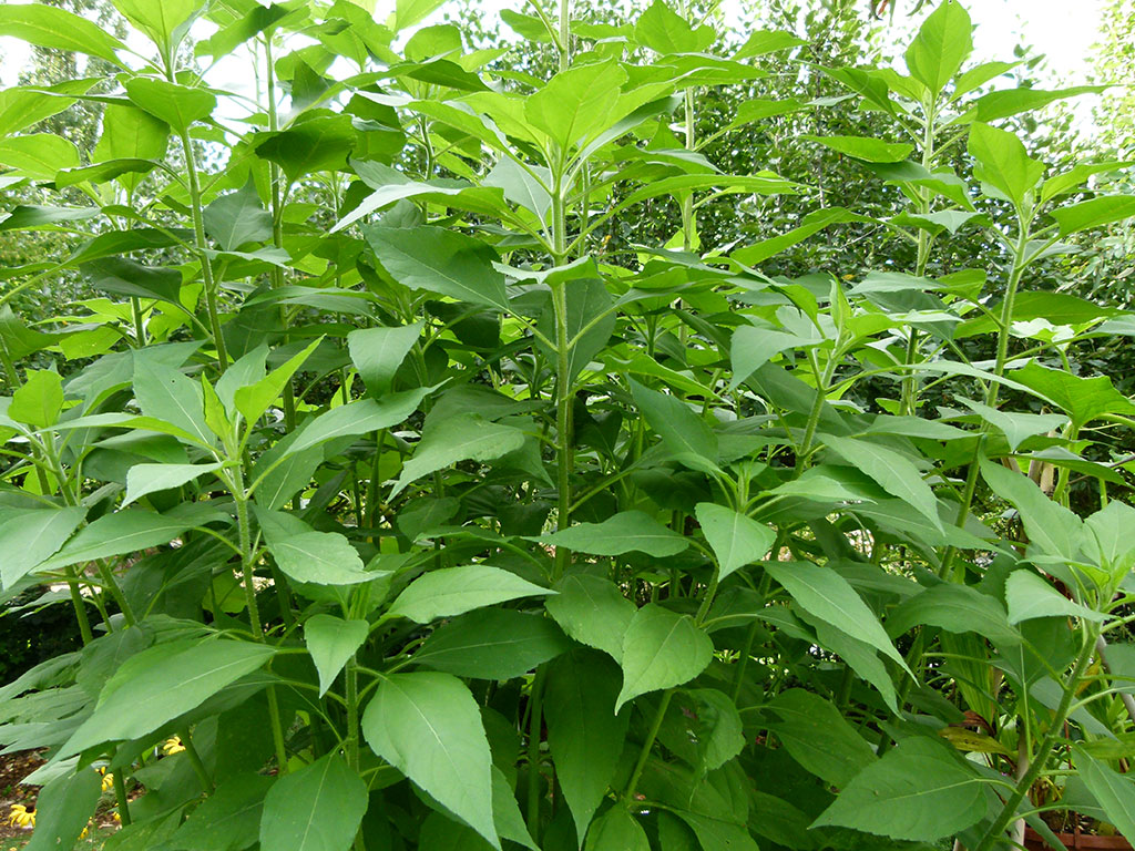 Topinambours en végétation au jardin