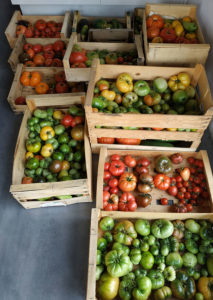 Récolte des tomates du jardin