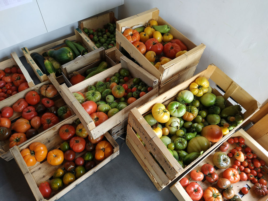 Récolte des tomates du jardin