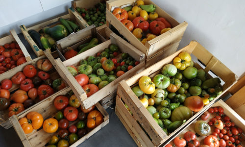 Récolte des tomates du jardin