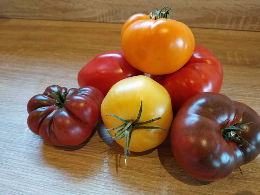 Quelques tomates du jardin potager.