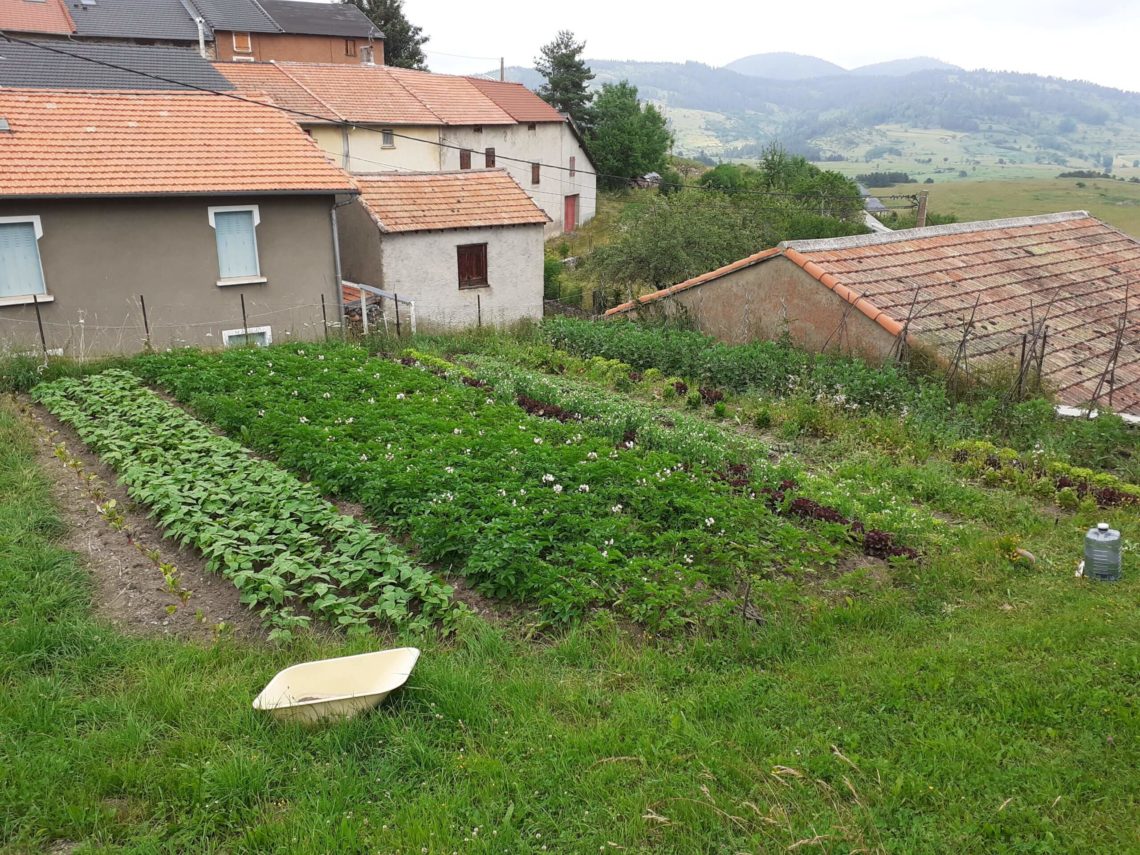 Faire ses graines de tomates, c'est facile ⋆ au refuge DES GRAINES