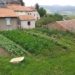 Jardin potager d'Aillou